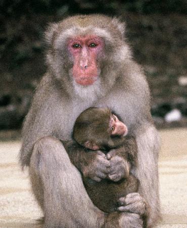 　２００３年に死んだ雄ザルと、親しく毛づくろいをされていた子ザル（大阪大・中道正之名誉教授提供）