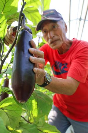 　収穫の最盛期を迎えた高知県室戸市の伝統野菜「ぼたなす」＝２日