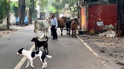 　インド・ニューデリー中心部の路上で寝る野良犬＝２０２４年８月（共同）