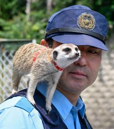 　駐在所の窓辺に立つミーアキャットの「ラグ」＝大阪府茨木市
