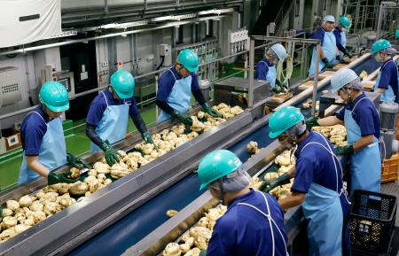 　芋焼酎の仕込みが始まった霧島酒造の工場で、サツマイモを選別する従業員＝６日、宮崎県都城市