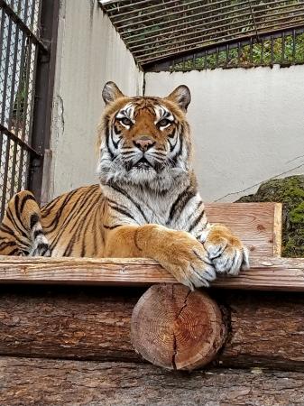　ベンガルトラの「未桜」＝５月、長野県須坂市（須坂市動物園提供）