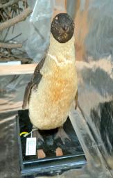 　白瀬南極探検隊が捕獲したコウテイペンギンの剥製＝８月、台北の国立台湾博物館（共同）