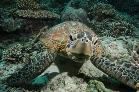 アオウミガメ((C)Nicholas J Pilcher、IUCN)