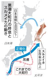 　いけすで泳ぐスルメイカ＝６月、北海道函館市
