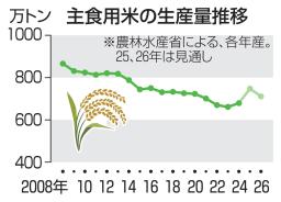 　水田の稲穂