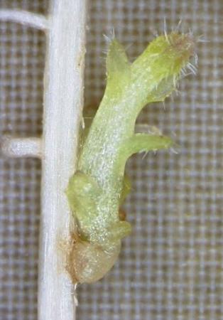 トウモロコシの根に寄生した寄生植物の「ストライガ」(右、奈良先端科学技術大学院大提供)