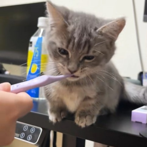 歯磨き中の子猫・あずきちゃん