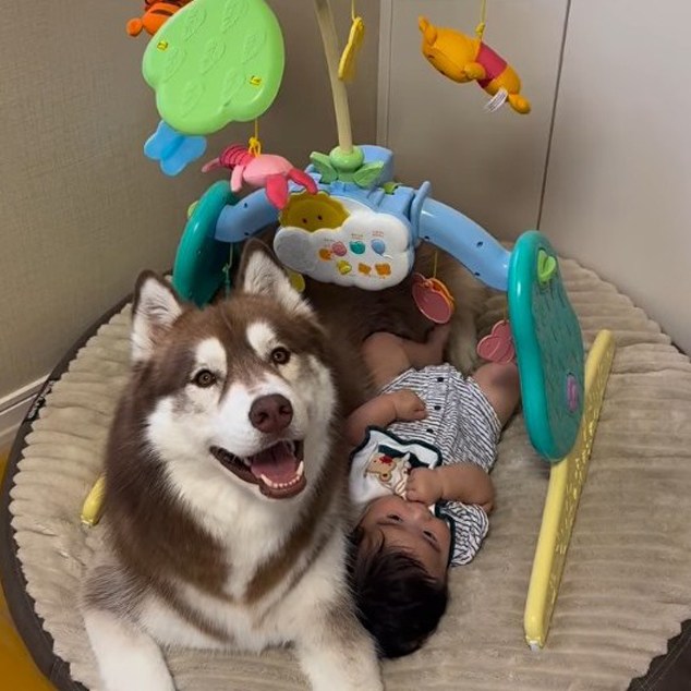 プーメリーの下で赤ちゃんに寄り添うハスキー犬・Ziggyくん（＠bokumarleyより）