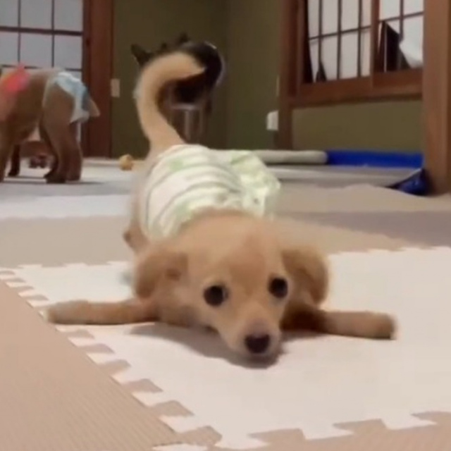 生まれつき前足に障害のあるチワックスのまめ吉くん（Instagram／@mamekichi_1128）