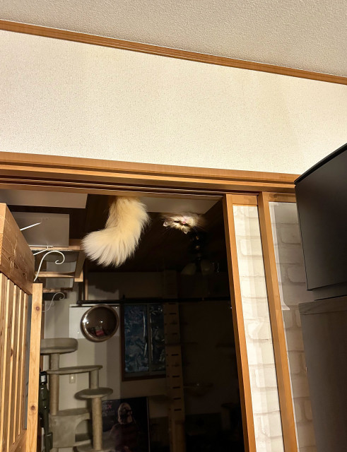 天井から逆さまに顔をのぞかせる猫のエマちゃん／ネコランドさん提供