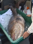 容器からはみだすほどの大物クエ