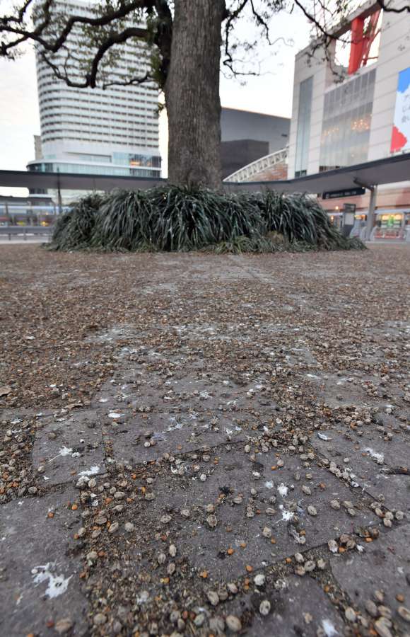 【動画あり】ムクドリなどが排出したふんや木の実が散乱する広場＝８日、鹿児島市中央