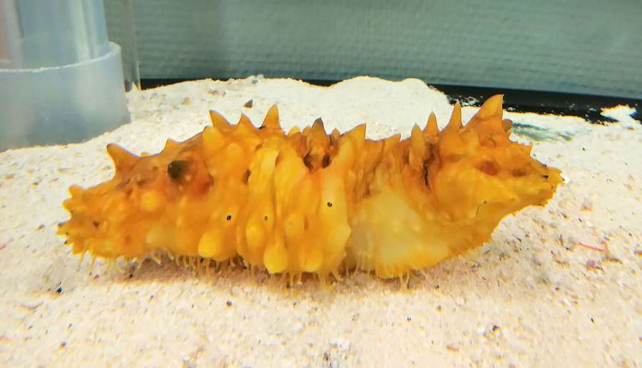 金色の体で水槽内をはうナマコ＝鹿児島市のかごしま水族館