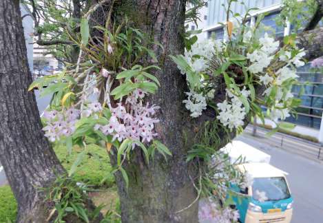 クスノキに着生し、観光客らをもてなすように咲くデンドロビュームの花