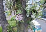 クスノキに着生し、観光客らをもてなすように咲くデンドロビュームの花