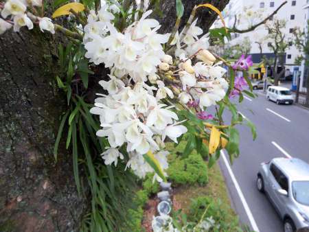 上品な白色のデンドロビュームの花