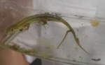 指宿高校で見つかった二股の尾を持つニホンカナヘビ