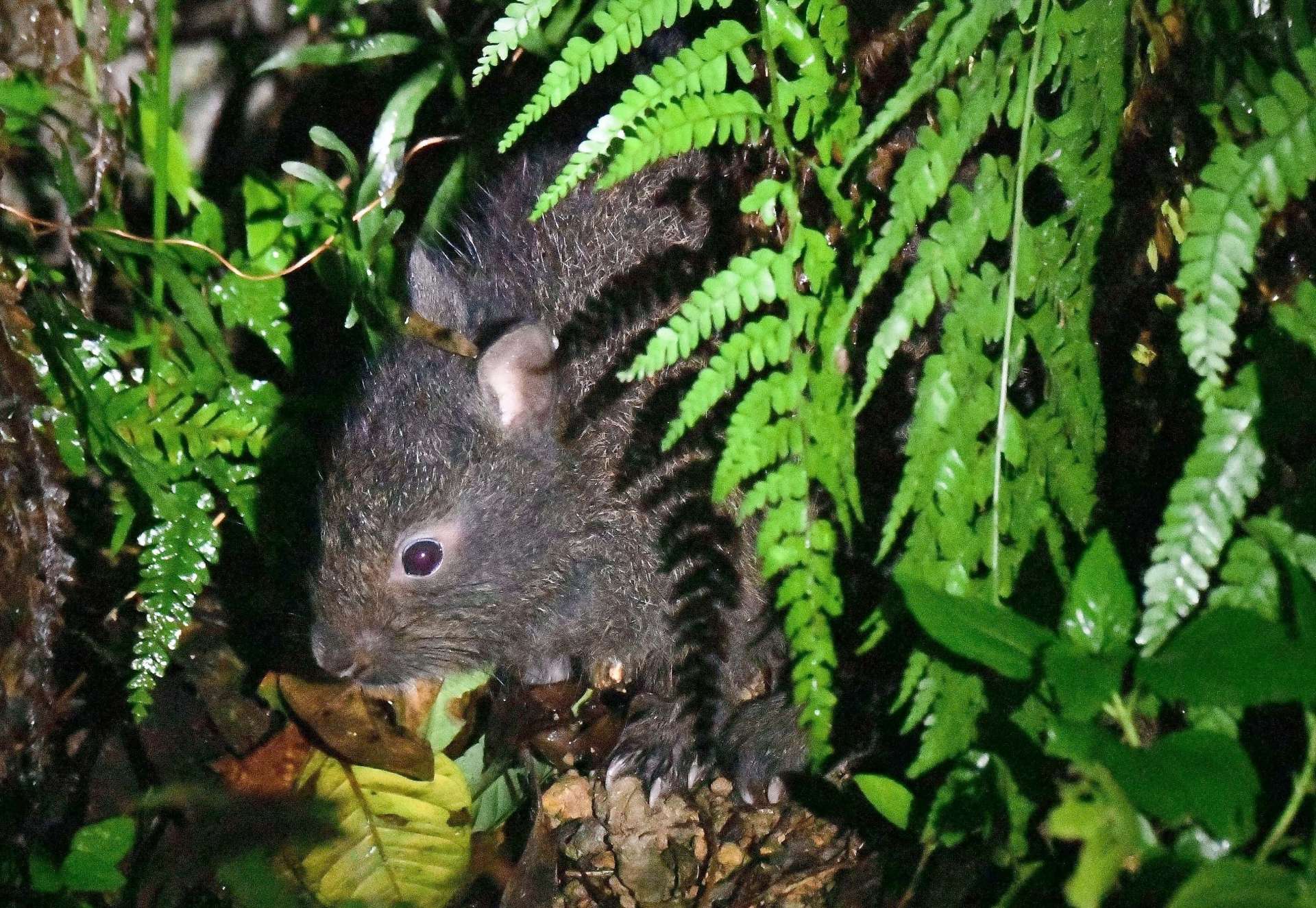 奄美大島と徳之島にのみ生息する国指定特別天然記念物のアマミノクロウサギ