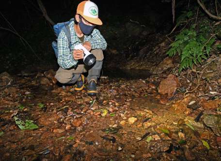 個体数が増えているオットンガエルの産卵場所を確認する山室一樹さん＝７日、大和村