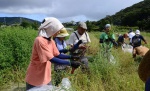 休耕田で外来植物を刈り取る住民有志＝龍郷町大勝
