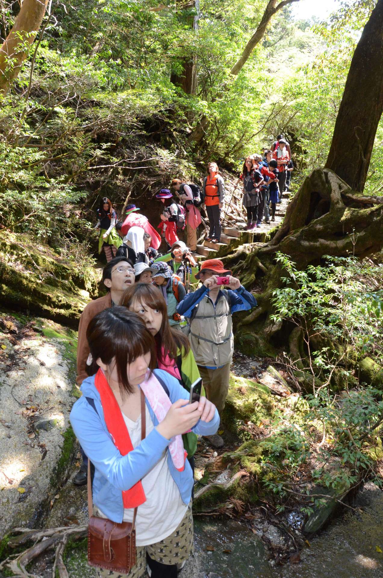 縄文杉の手前で列をなす登山者＝２０１３年５月４日、屋久島町