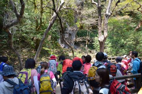 縄文杉を眺める登山者＝２０１３年５月４日、縄文杉デッキ