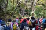 縄文杉を眺める登山者＝２０１３年５月４日、縄文杉デッキ
