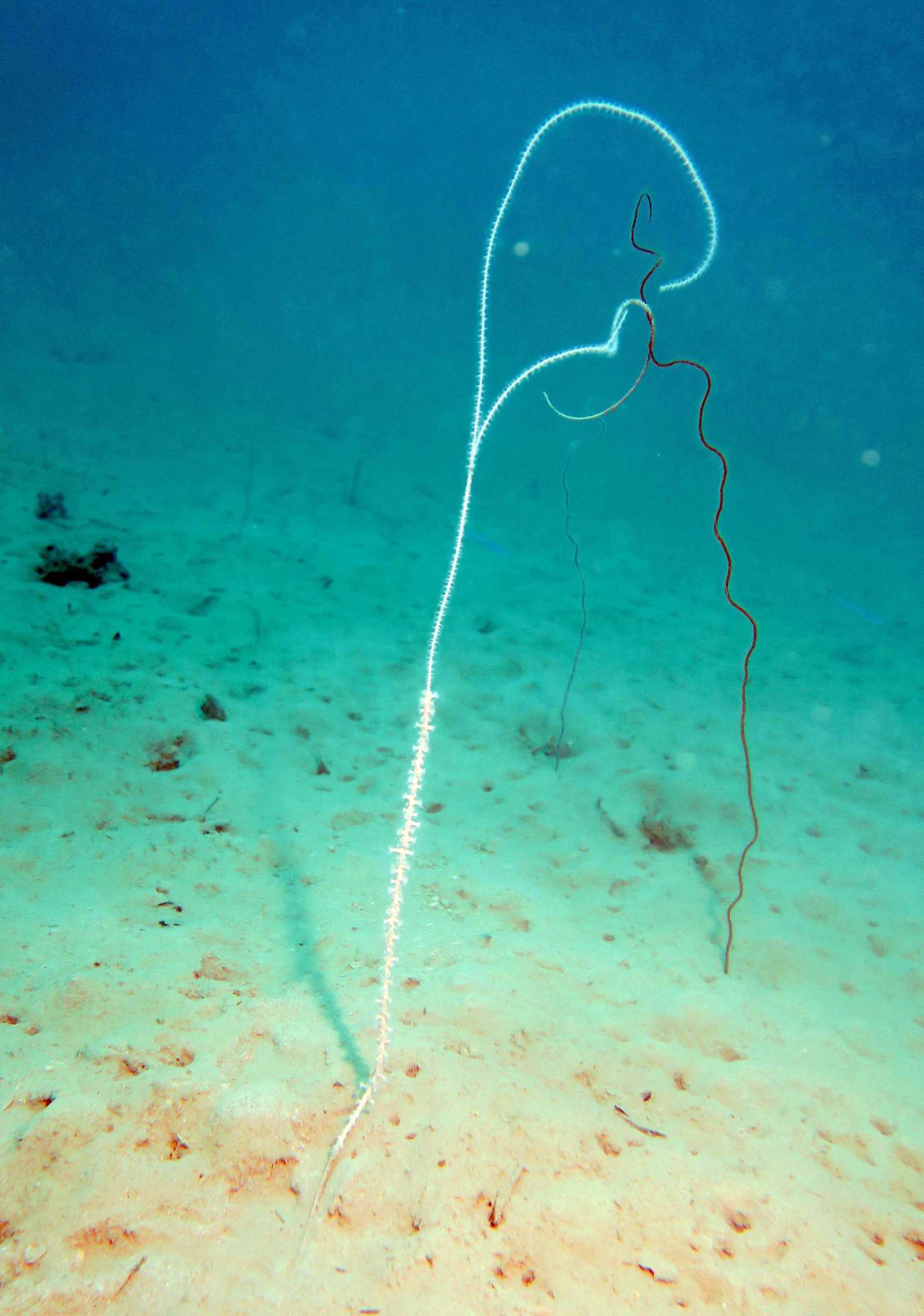 長さ０．５～１メートルほどの「カナボウヤギスナギンチャク」の群体（かごしま水族館提供）