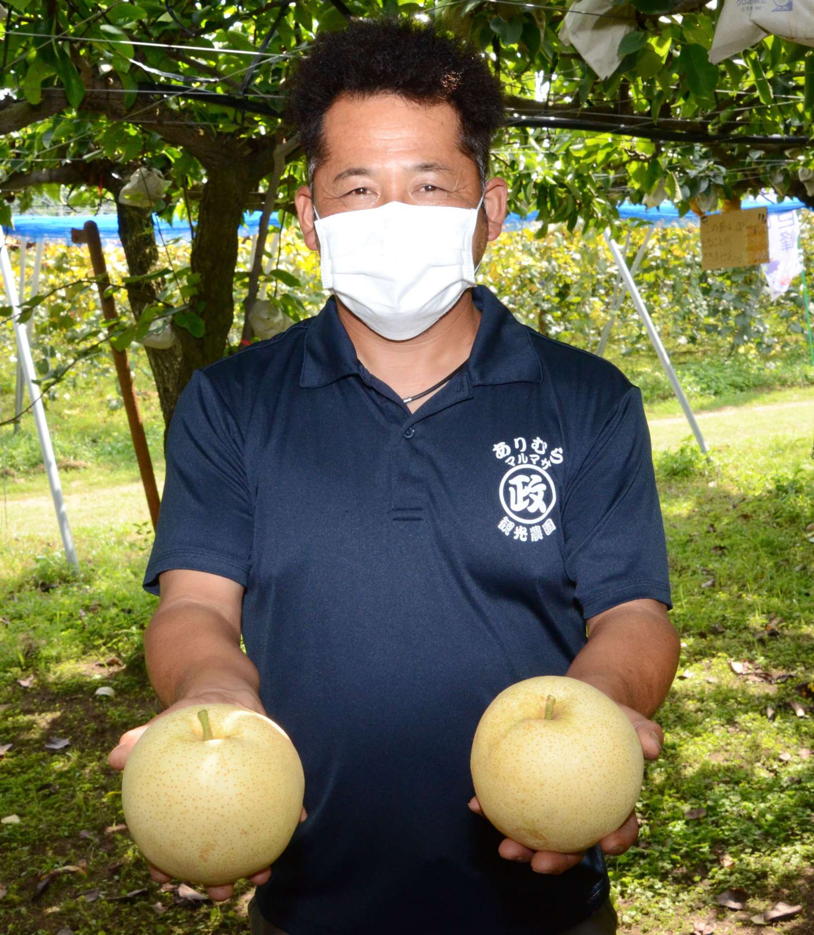 収穫期を迎えた「りんごなし」を手に持つ有村良一さん＝霧島市溝辺町有川の有村菜果園