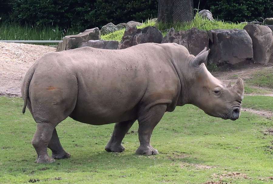 平川動物公園で飼育されているシロサイ（同園提供）