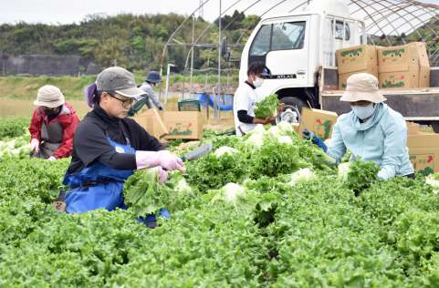 大きく育ったレタスを収穫するゼロプラスの従業員＝４月、いちき串木野市大里