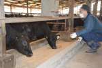 カミチクの農場で大切に育てられている黒牛＝さつま町鶴田