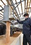 輸入穀物を配合した濃厚飼料を牛に与える加治佐龍さん＝５日、曽於市末吉