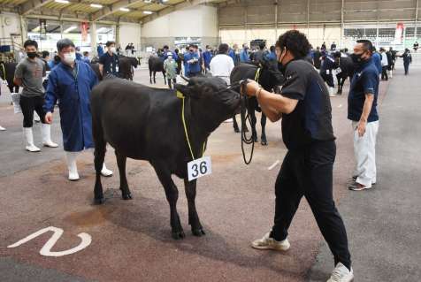 全共に出品する代表候補を審査した曽於地区１次予選会＝曽於市の曽於中央家畜市場