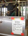 鹿児島県畜産試験場から７月に出荷される牛。生年月日欄には「令和２年７月２６日」とある＝１４日、霧島市