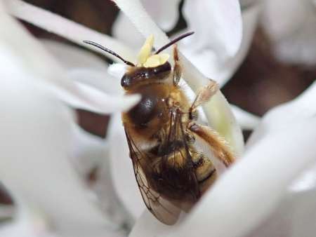 花粉の塊を顔に付けるオキナワヒゲナガハナバチ（杉浦直人准教授提供）