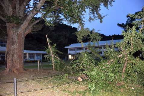 イチョウ（左）と折れた枝（右）＝８月９日、曽於市末吉町南之郷の高岡小学校