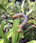 イヌマキの葉に食いつくキオビエダシャクの幼虫