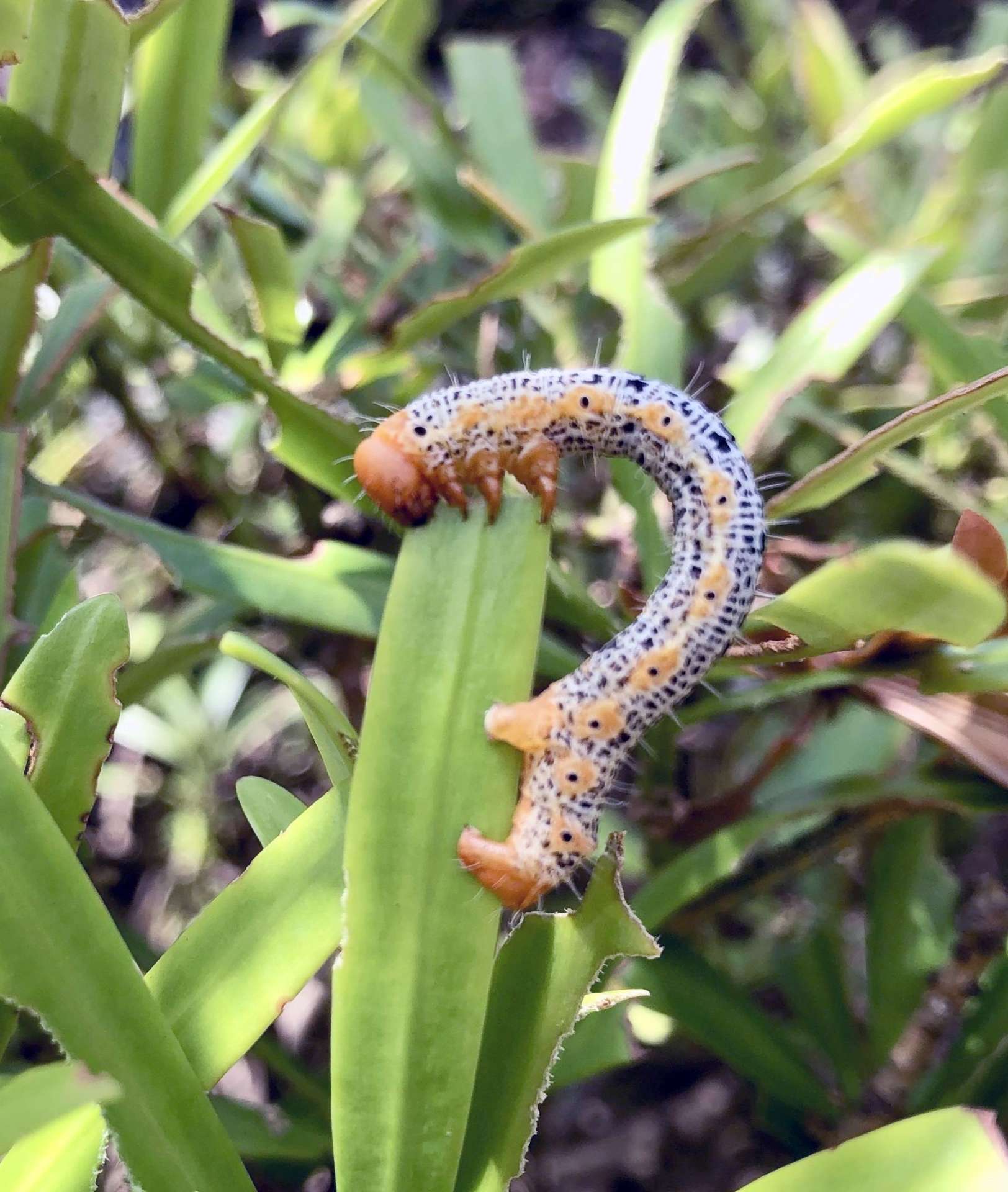 イヌマキの葉に食いつくキオビエダシャクの幼虫