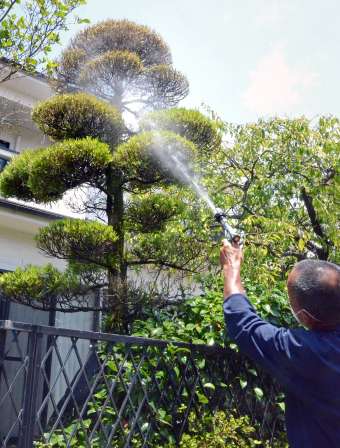 キオビエダシャク駆除のため薬剤を散布する造園業者＝７月下旬、鹿児島市
