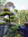 キオビエダシャク駆除のため薬剤を散布する造園業者＝７月下旬、鹿児島市