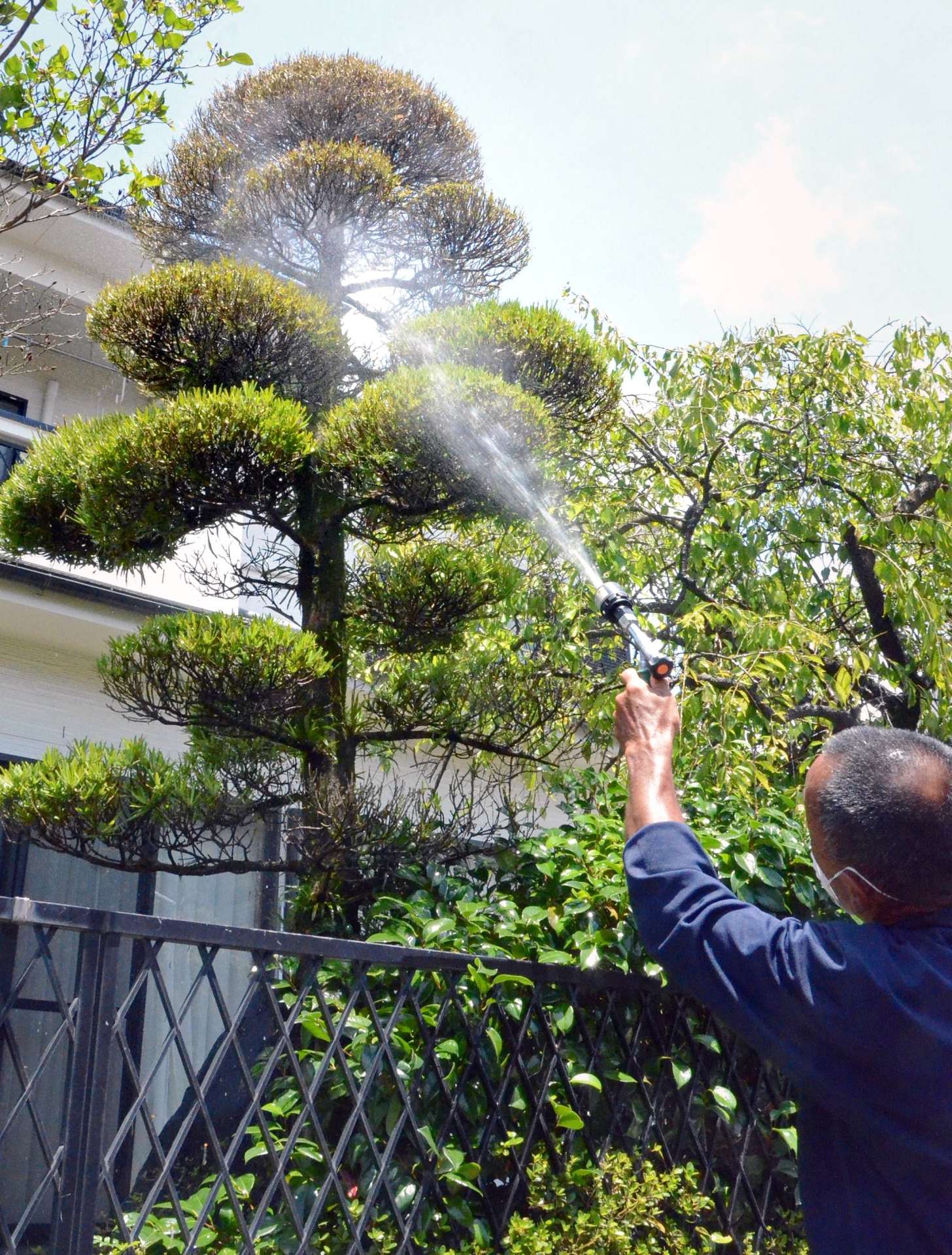 キオビエダシャク駆除のため薬剤を散布する造園業者＝７月下旬、鹿児島市