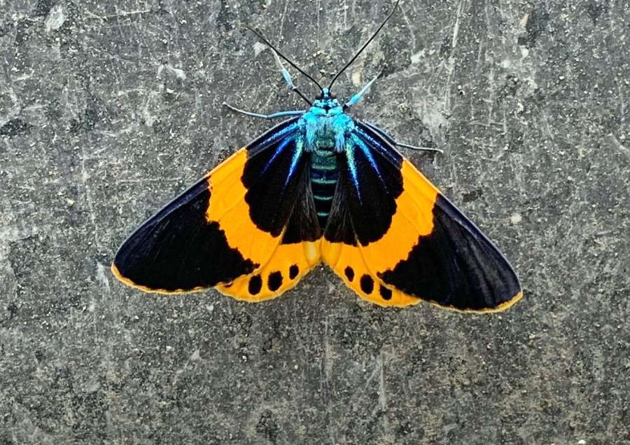 キオビエダシャクの成虫