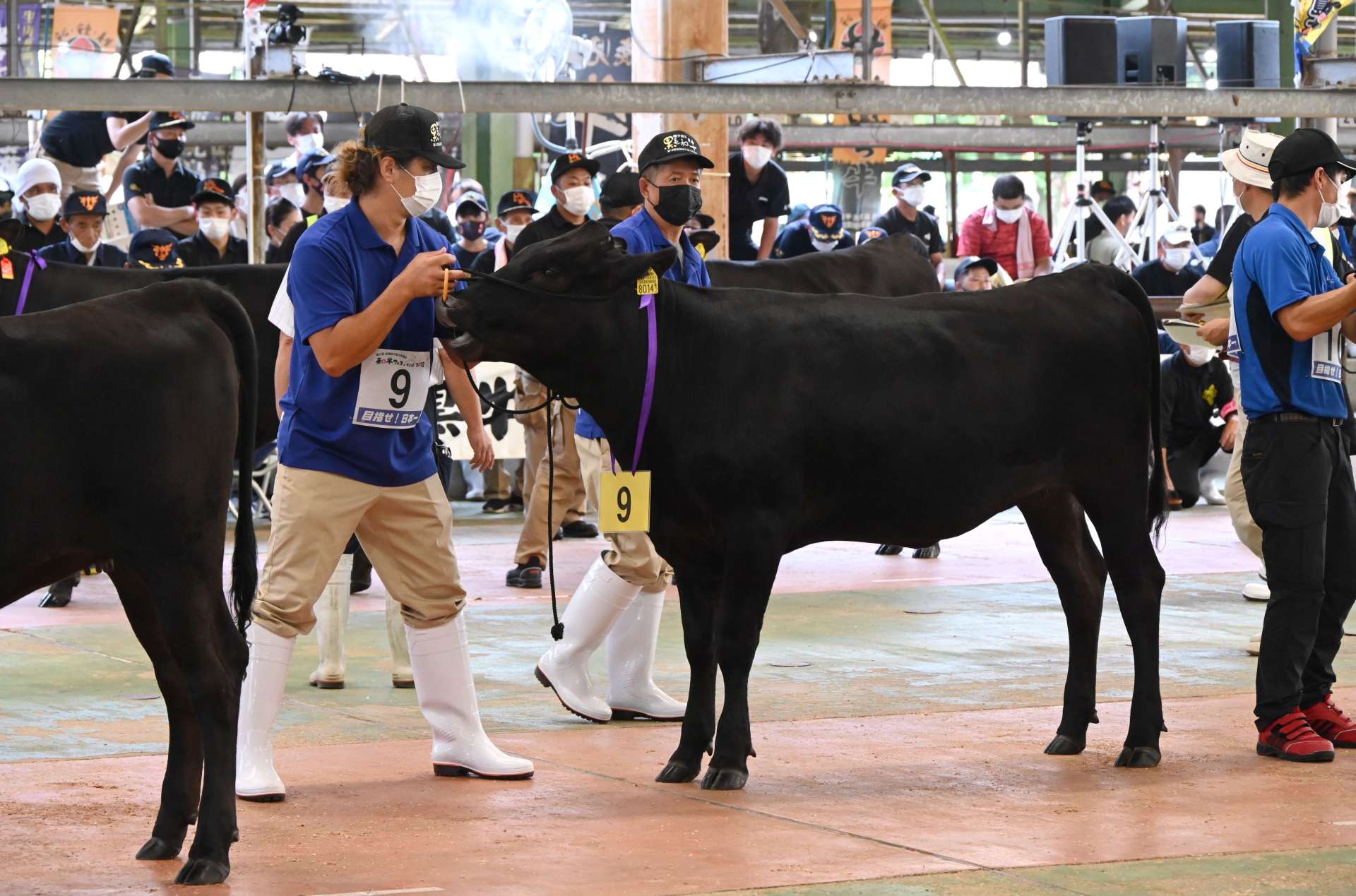 （別カット）「全国和牛能力共進会（全共）」の県代表牛を決める最終予選会＝霧島市の姶良中央家畜市場