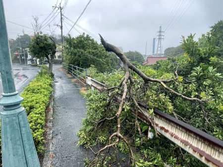風でなぎ倒された樹木＝１８日午前、西之表市