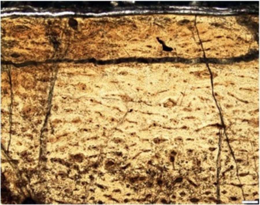 顕微鏡で見た獅子島の骨化石。網状の血管が発達していたことが分かり、恐竜の特有の構造と一致する（中島保寿氏提供）