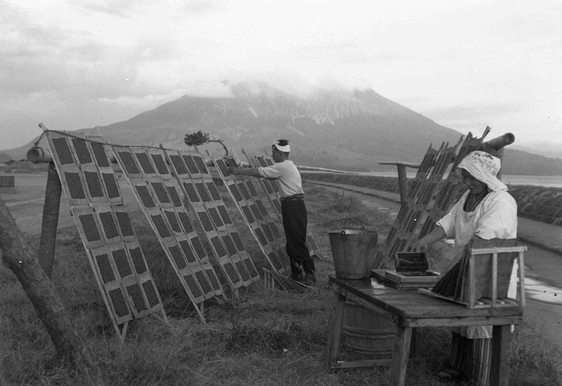 鹿児島市天保山町の堤防横で青ノリ作り＝１９５５（昭和３０）年１１月２７日