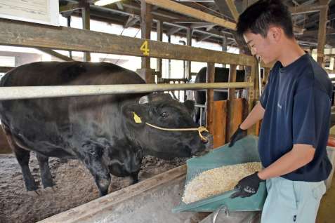 １トンを超えすくすく育つ肥育牛「隆輔」に餌をやる生徒＝鹿屋市の鹿屋農業高校
