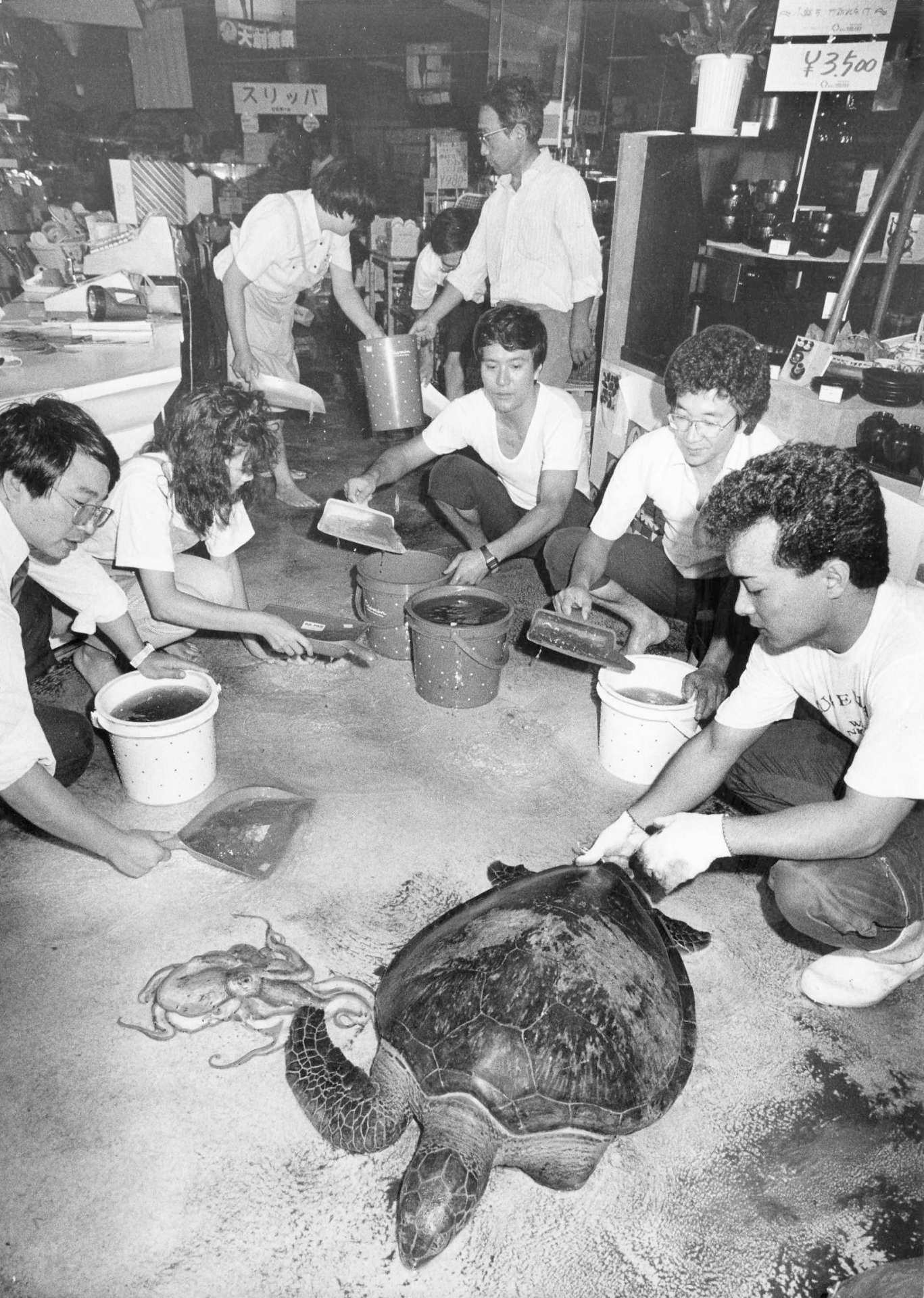 高波に乗ってやってきたカメとタコ＝１９８５（昭和６０）年８月３１日、鹿児島市与次郎１丁目